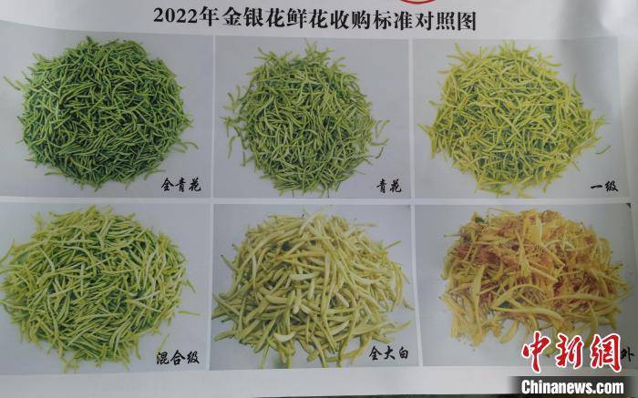 金银花最新价格大揭秘,小红书分享火热进行中🌼