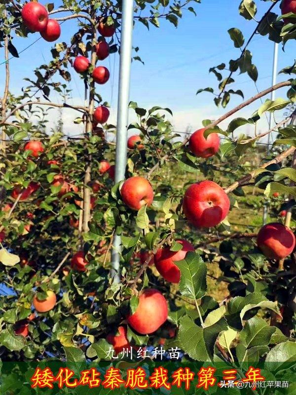 苹果最新品种,时代进步的果实展示