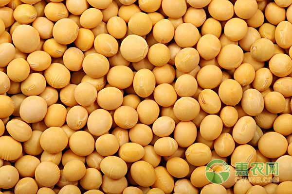 最新大豆价格行情分析与趋势预测