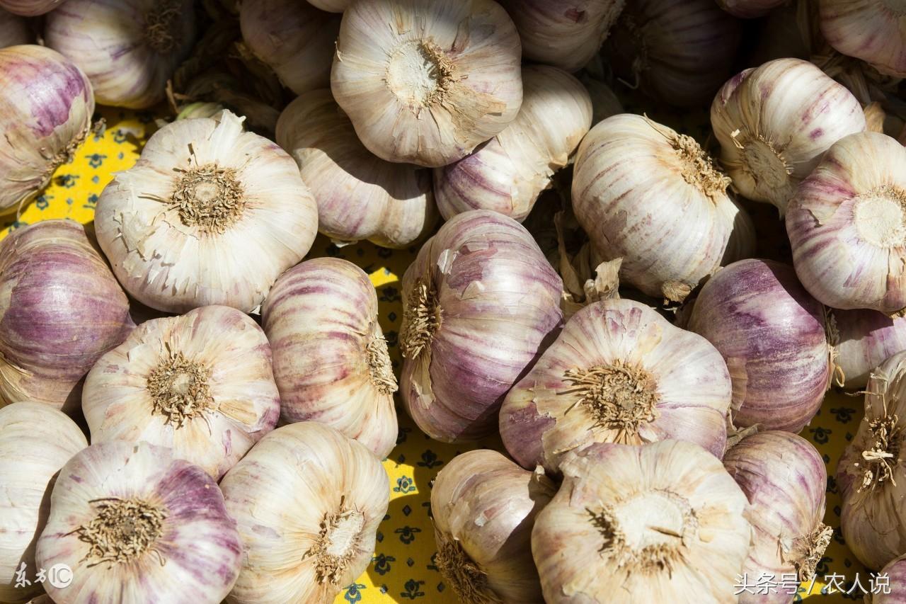 今日大蒜价格概览,市场分析、应用科普全解析