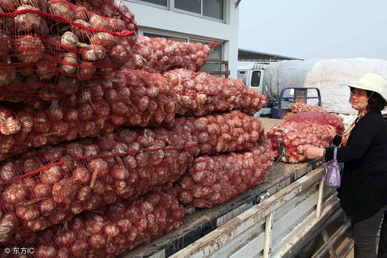 今日大蒜价格概览,市场分析、应用科普全解析