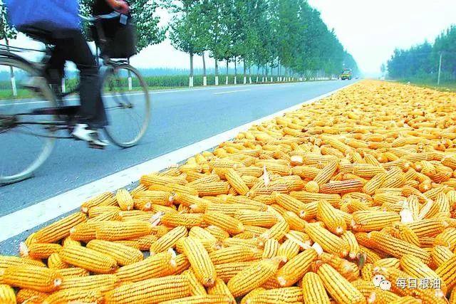 河南玉米价格最新动态,科技引领市场变革