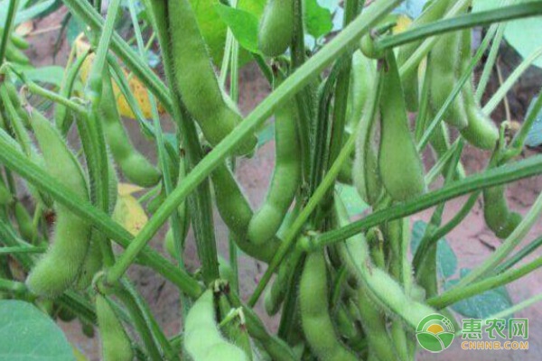 毛豆价格最新行情动态更新🌱🍀追踪报道