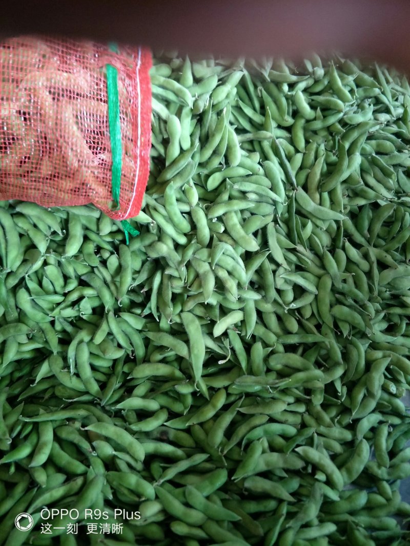 毛豆价格最新行情动态更新🌱🍀追踪报道