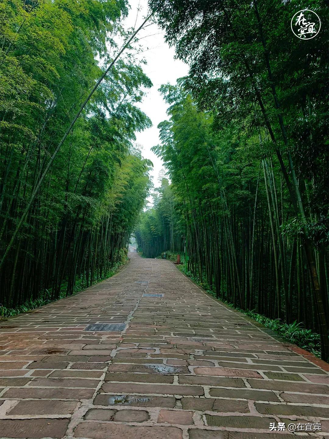 宜宾最新新闻,拥抱自然,心灵宁静之旅启程