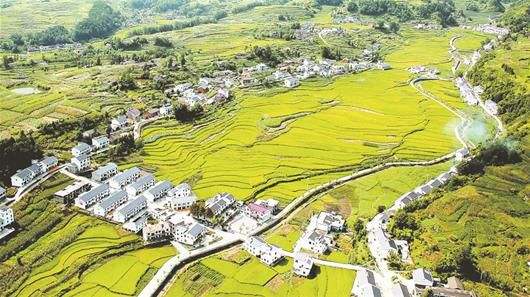 枞阳县义津镇最新动态,温馨小事传递大爱