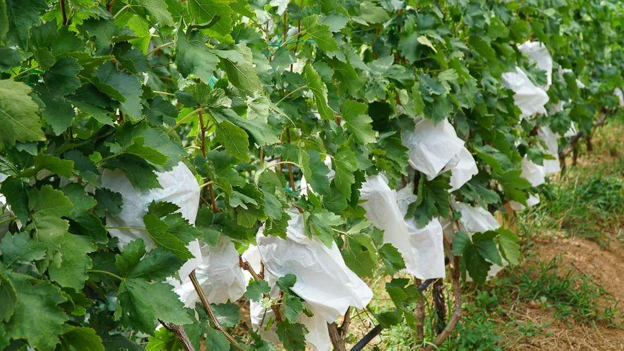 最新葡萄行情概览与分析