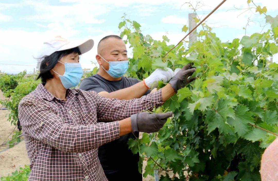 最新葡萄行情概览与分析