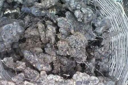 猪苓最新价格,科技与生活共舞的未来之选之选