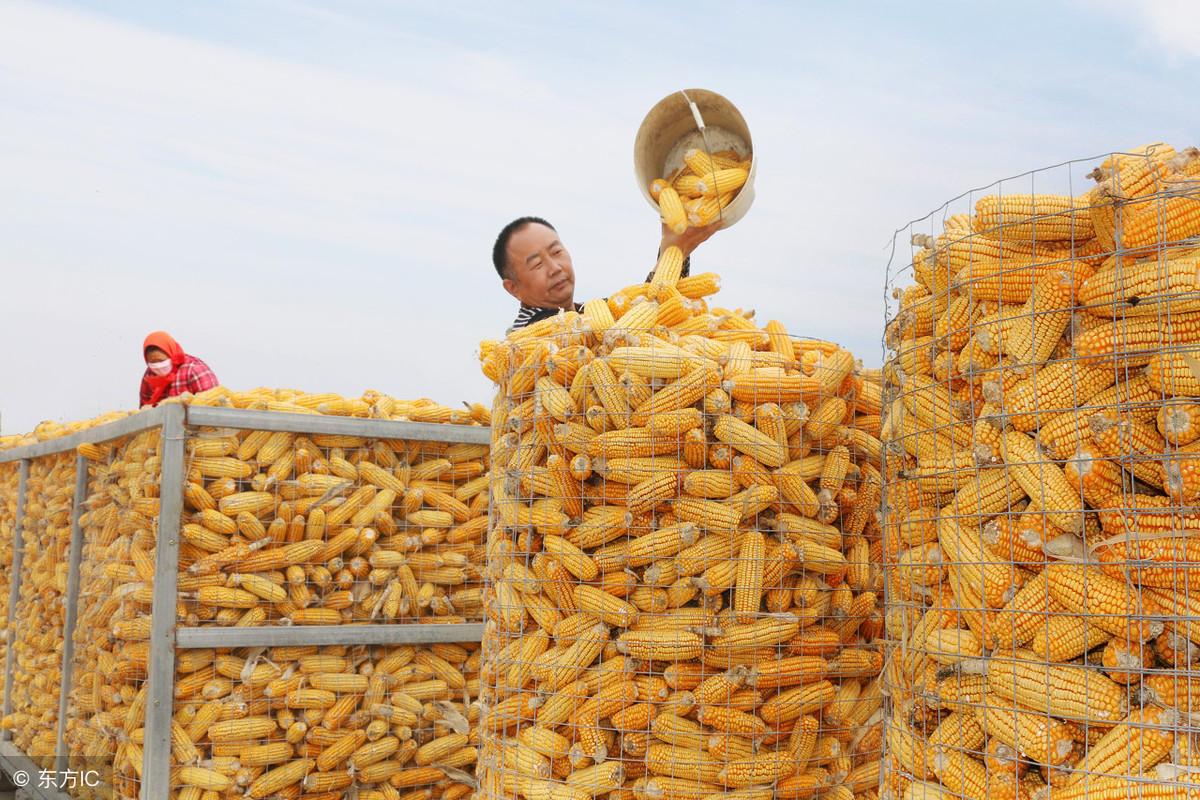 最新菜粕行情深度解析及市场趋势预测