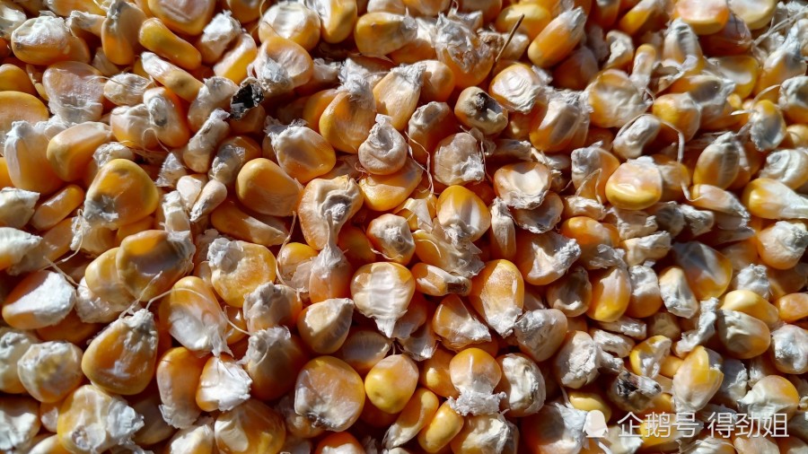 湖北玉米最新价格及动态分析概述