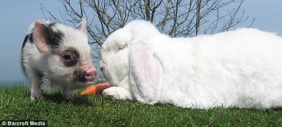 最新猎兔视频,小兔追捕与友情交织的动人篇章