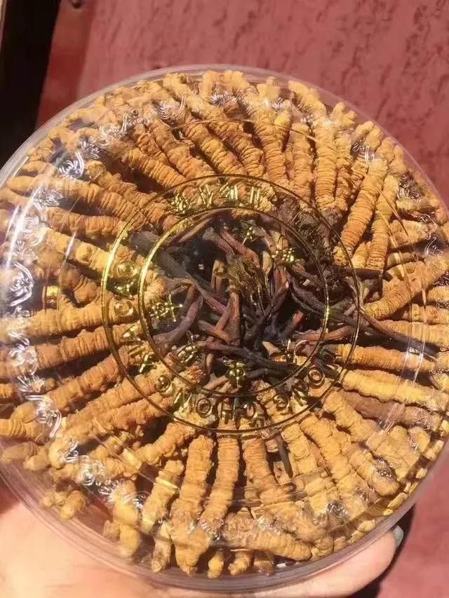 冬虫夏草最新动态,小巷深处的虫草奇香揭秘