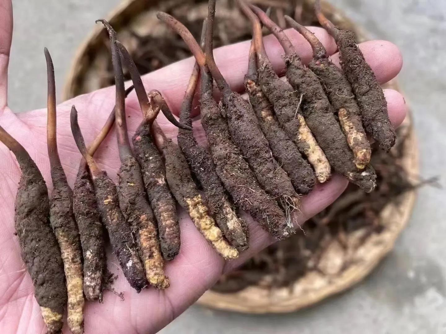 冬虫夏草最新动态,小巷深处的虫草奇香揭秘