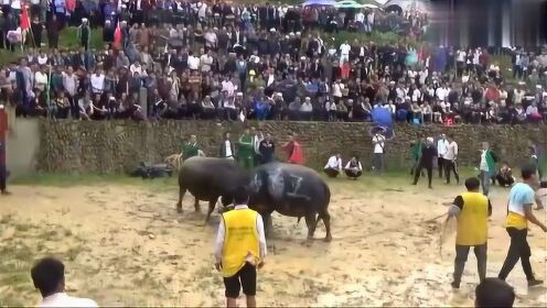 贵州最新斗牛视频,传统斗牛活动的现代展现