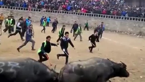 贵州最新斗牛视频,传统斗牛活动的现代展现