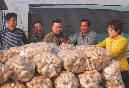 安丘生姜最新价格揭秘,小巷深处的生姜秘境