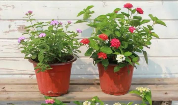 最新国产久久视频,影视魅力一览无余