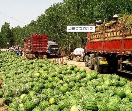 临沂西瓜价格最新行情，科技引领新时代的瓜价变革