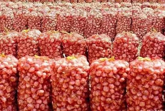 云南大蒜价格动态，变化中学习成就自信与梦想