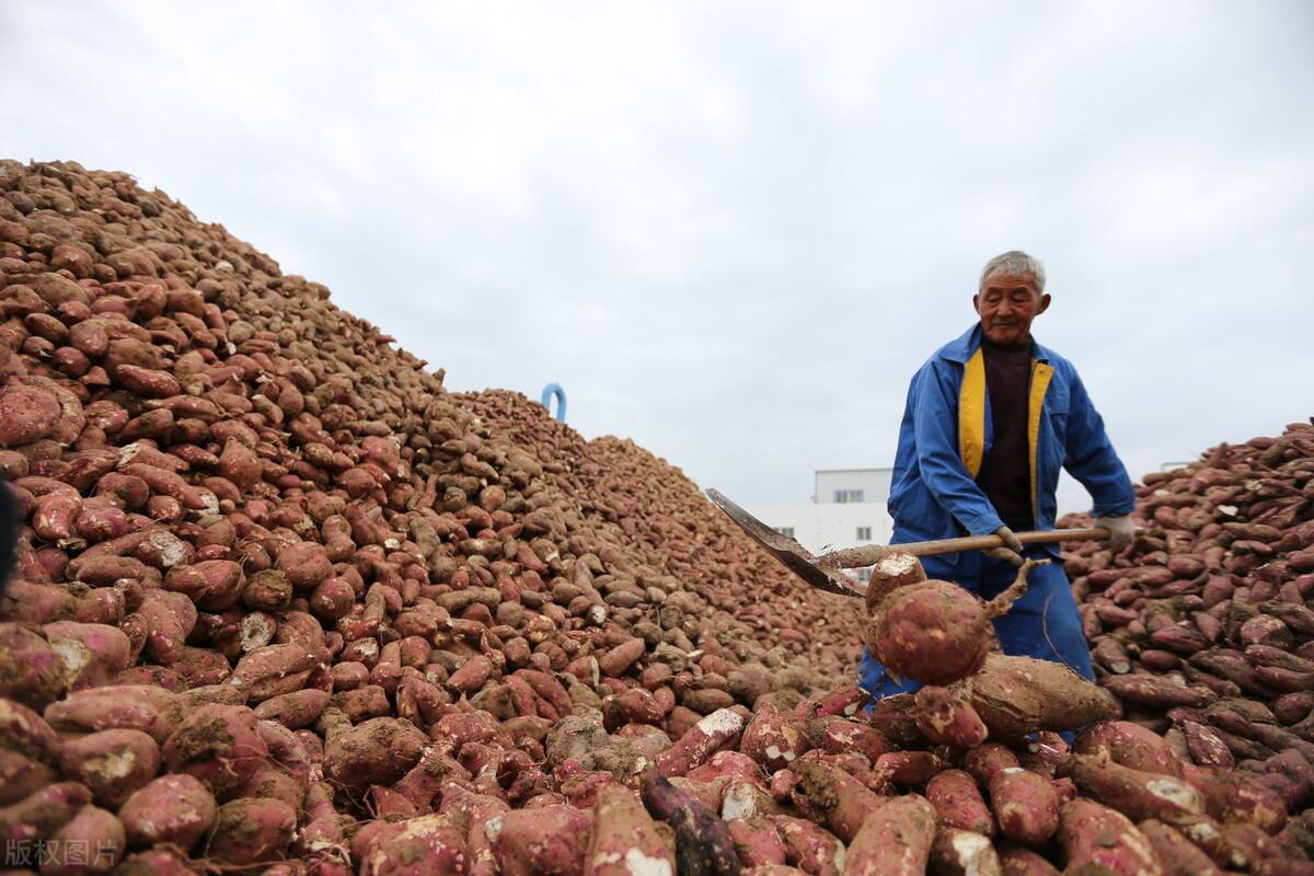 广东红薯价格最新动态报告🍠