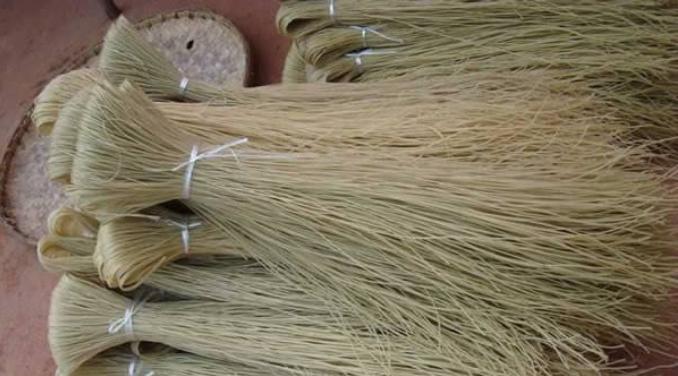 广东红薯价格最新动态报告🍠