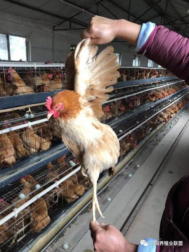 今日淘汰蛋鸡最新价格分析与探讨