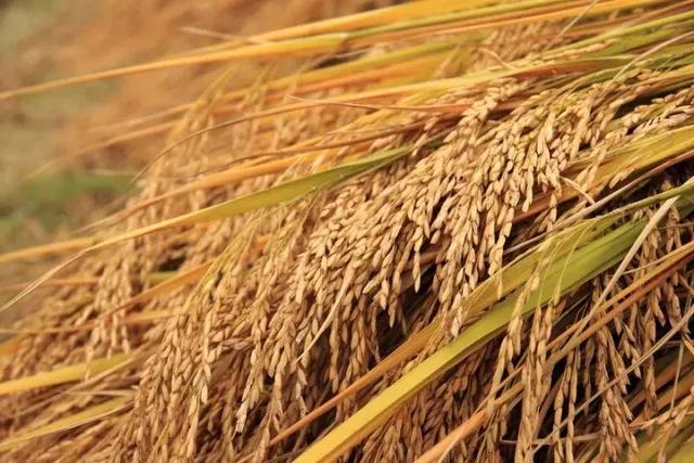 今日水稻价格行情更新,最新市场价格动态