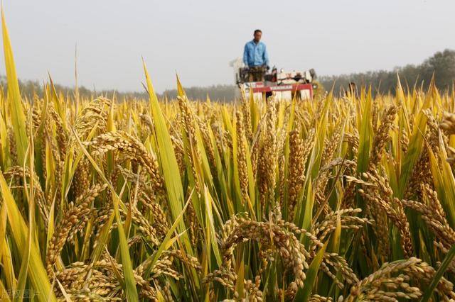 今日水稻价格行情更新,最新市场价格动态