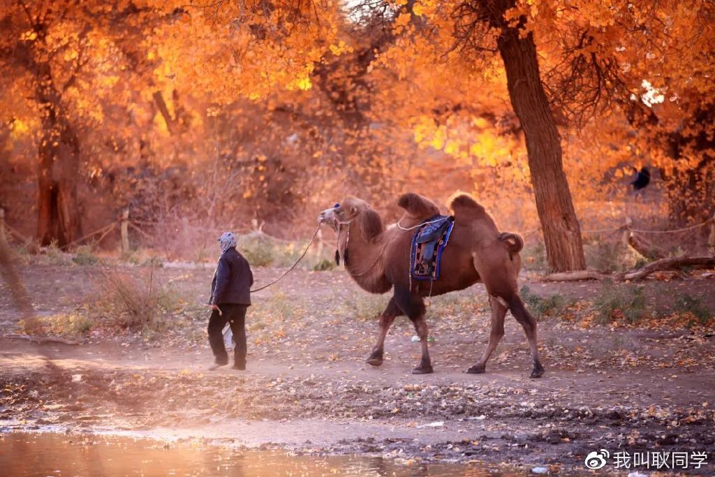 色中色最新论坛,探索色彩世界,分享魅力无限