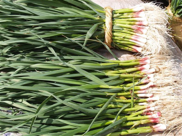 蒜苗价格最新行情动态更新🌱绿意盎然中的价格走势