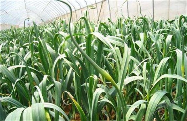 蒜苗价格最新行情动态更新🌱绿意盎然中的价格走势