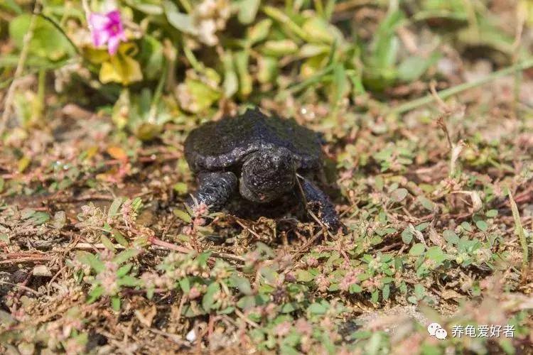 蜕变之路,日志更新,自信与成就感的培育之源