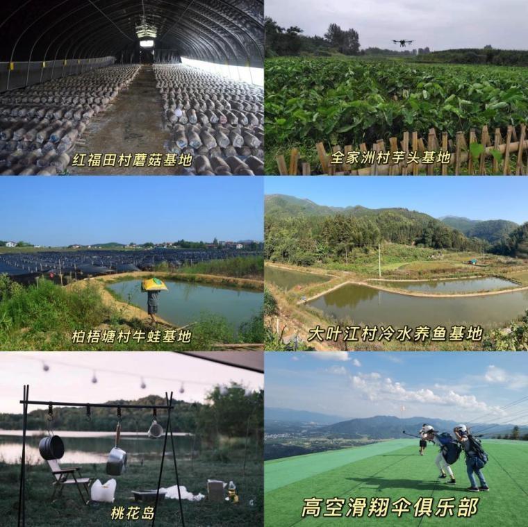 牛蛙产业蓬勃发展,最新消息与探索进展