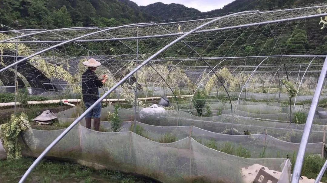 牛蛙产业蓬勃发展,最新消息与探索进展