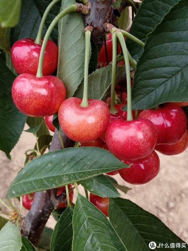 最新樱桃品种,小巷深处的甜蜜诱惑探索