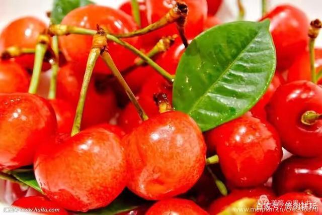 最新樱桃品种,小巷深处的甜蜜诱惑探索