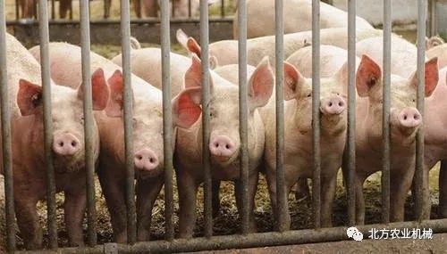 非洲猪瘟最新疫情动态与应对防护指南