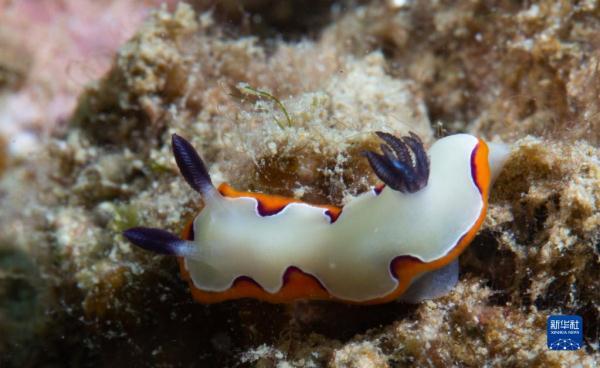 引人注目的海洋生物鳗最新及其相关观点解析