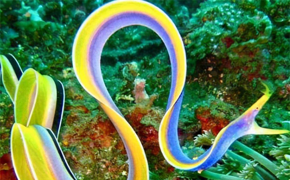 引人注目的海洋生物鳗最新及其相关观点解析