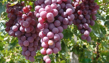 探索未来葡萄产业的璀璨明珠,最新葡萄品种大盘点