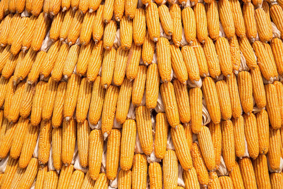 全国玉米最新价格概览,科技引领,行情尽在掌握