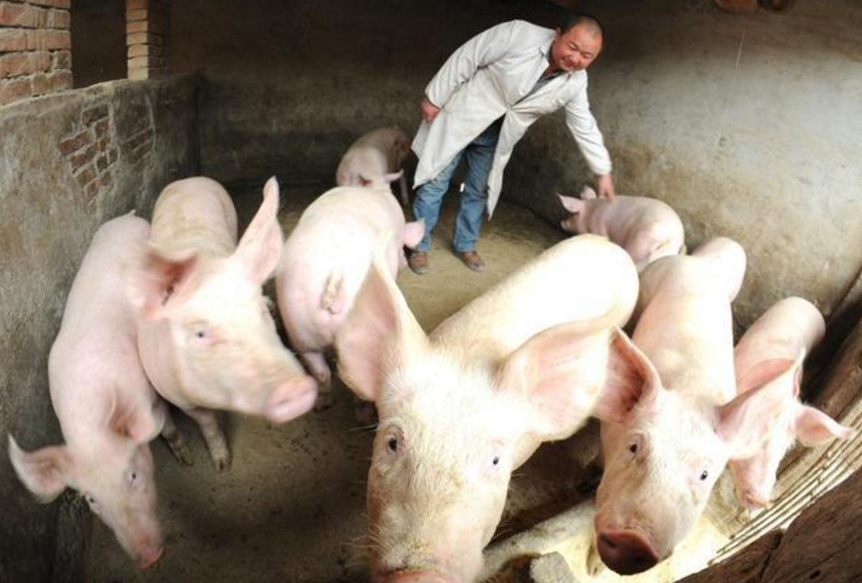 全国玉米最新价格概览,科技引领,行情尽在掌握