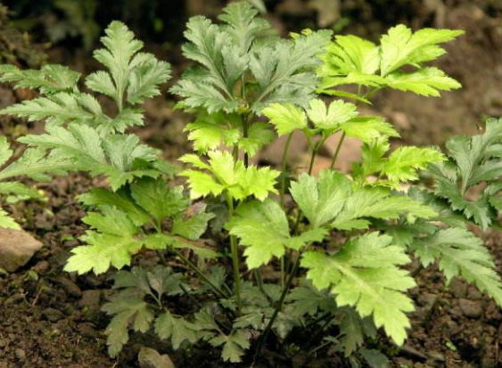 黄连最新价格及获取指南