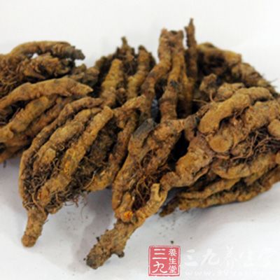 黄连最新价格及获取指南