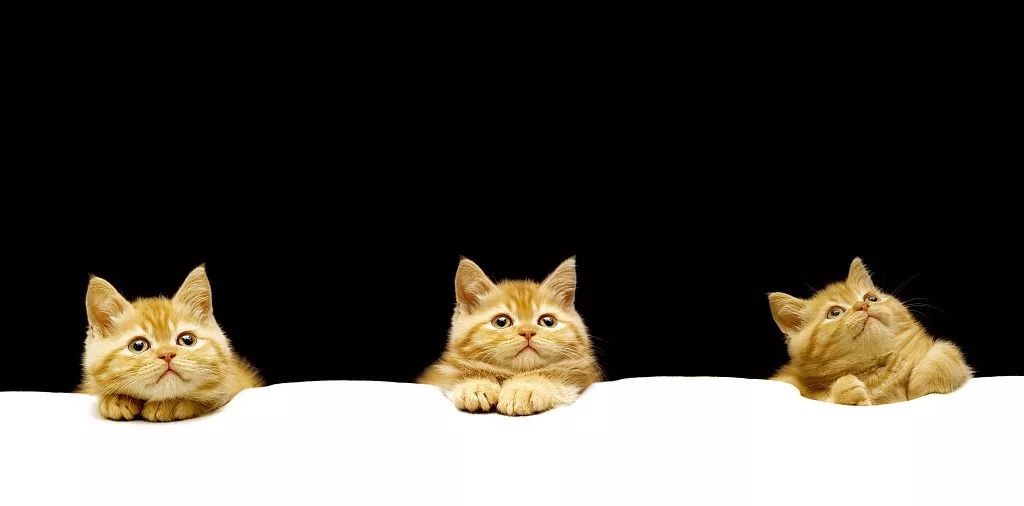 猫咪网站最新资讯,高科技产品介绍