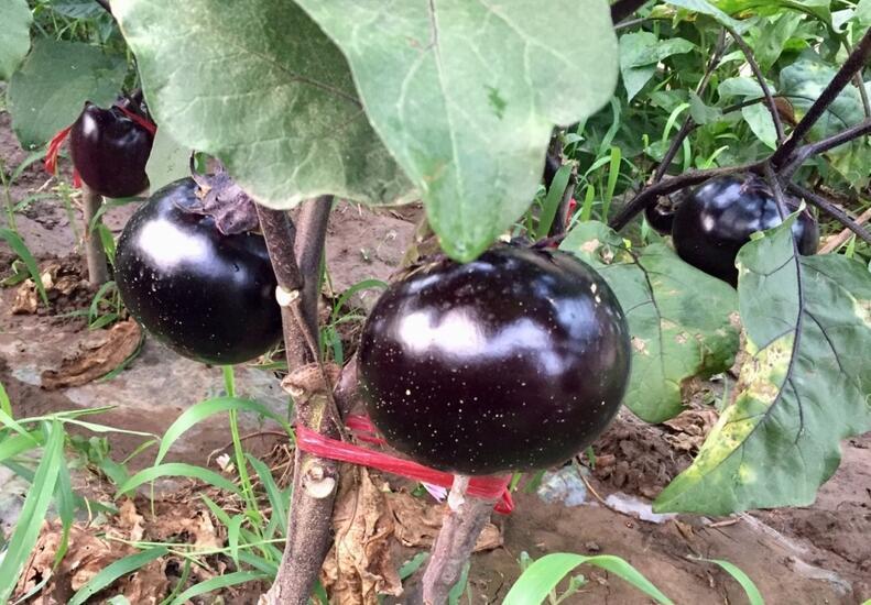 向往的生活最新一期,欢乐时光下的温馨田园