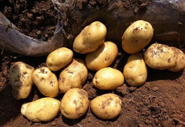 土豆最新价格行情分析与趋势预测