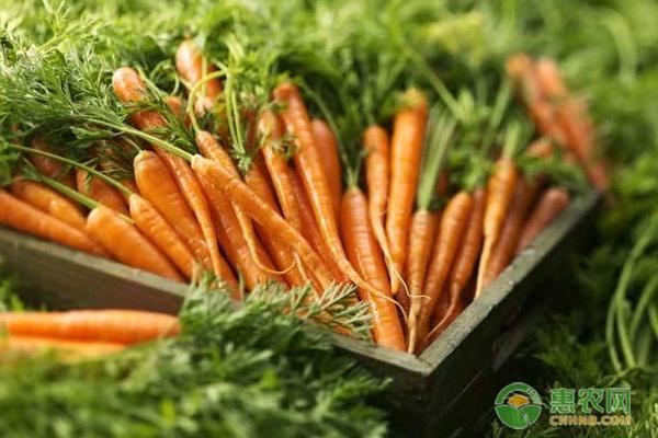 胡萝卜最新价格概览,市场走势、影响因素与购买指南
