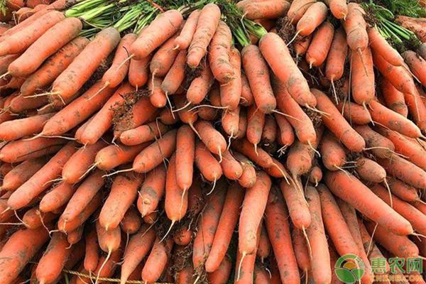 胡萝卜最新价格概览,市场走势、影响因素与购买指南